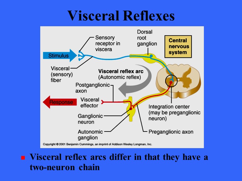 Visceral Reflexes Visceral reflex arcs differ in that they have a two-neuron chain